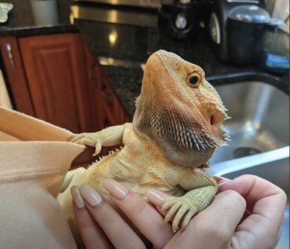 Val holding Percy, the bearded dragon