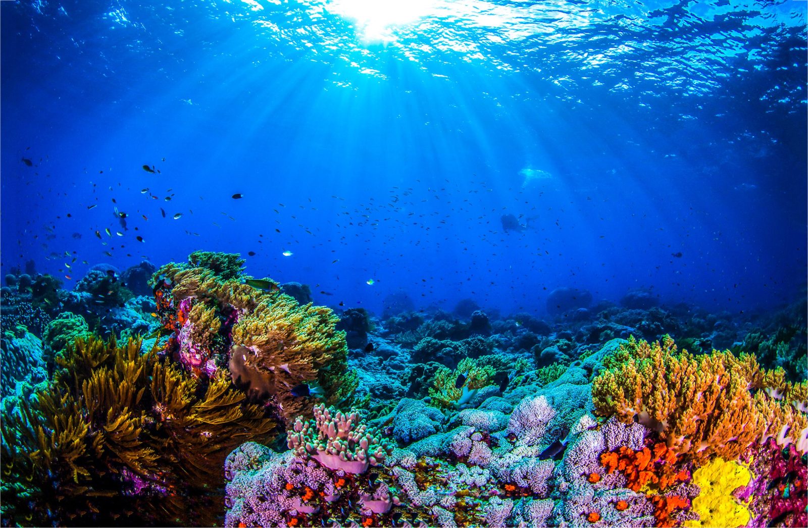 Ocean coral reef underwater