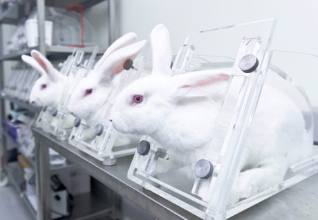 Bunnies restrained in a laboratory