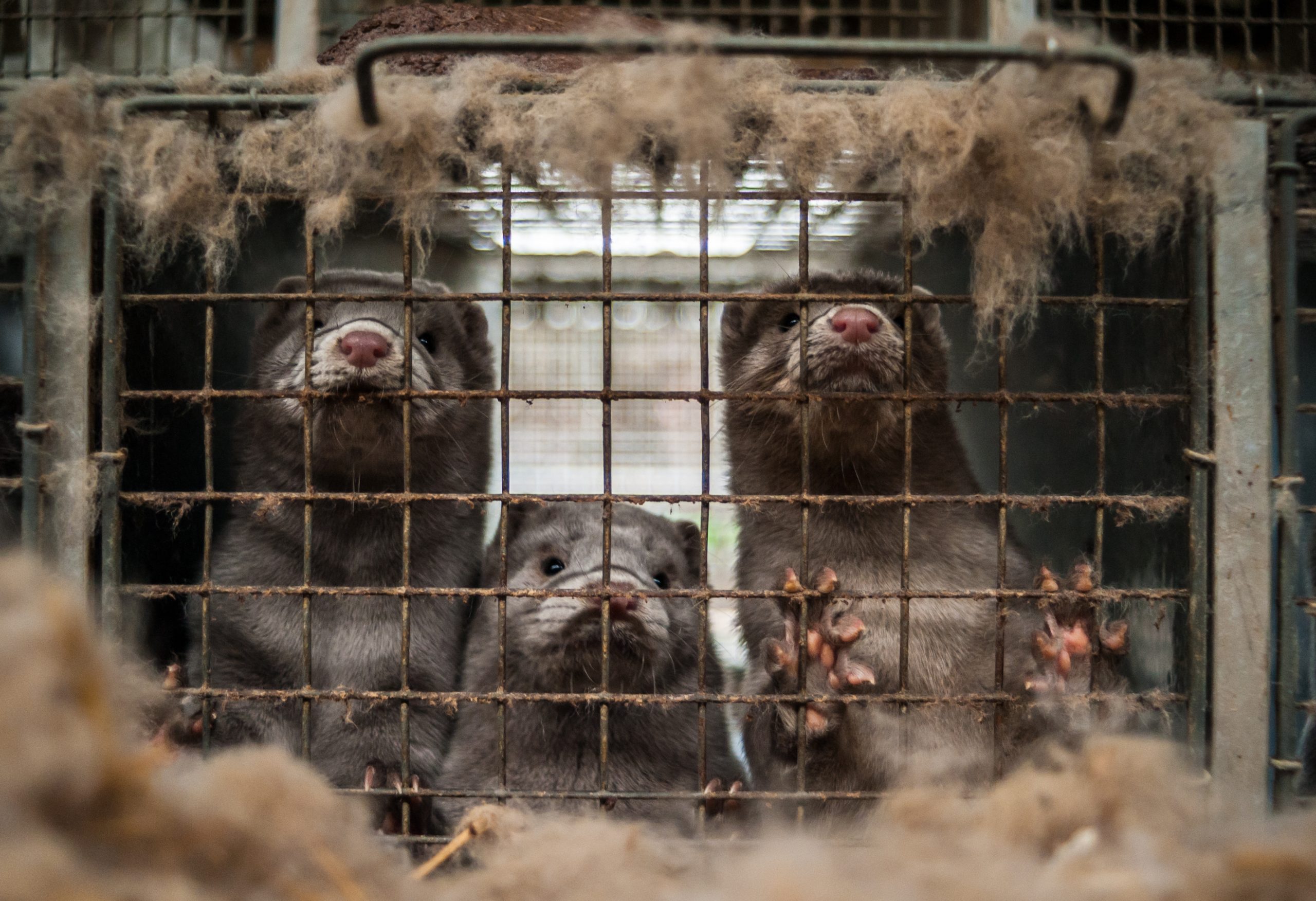 Three mink behind a cage