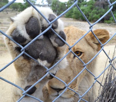 Lion with paw resting on cage