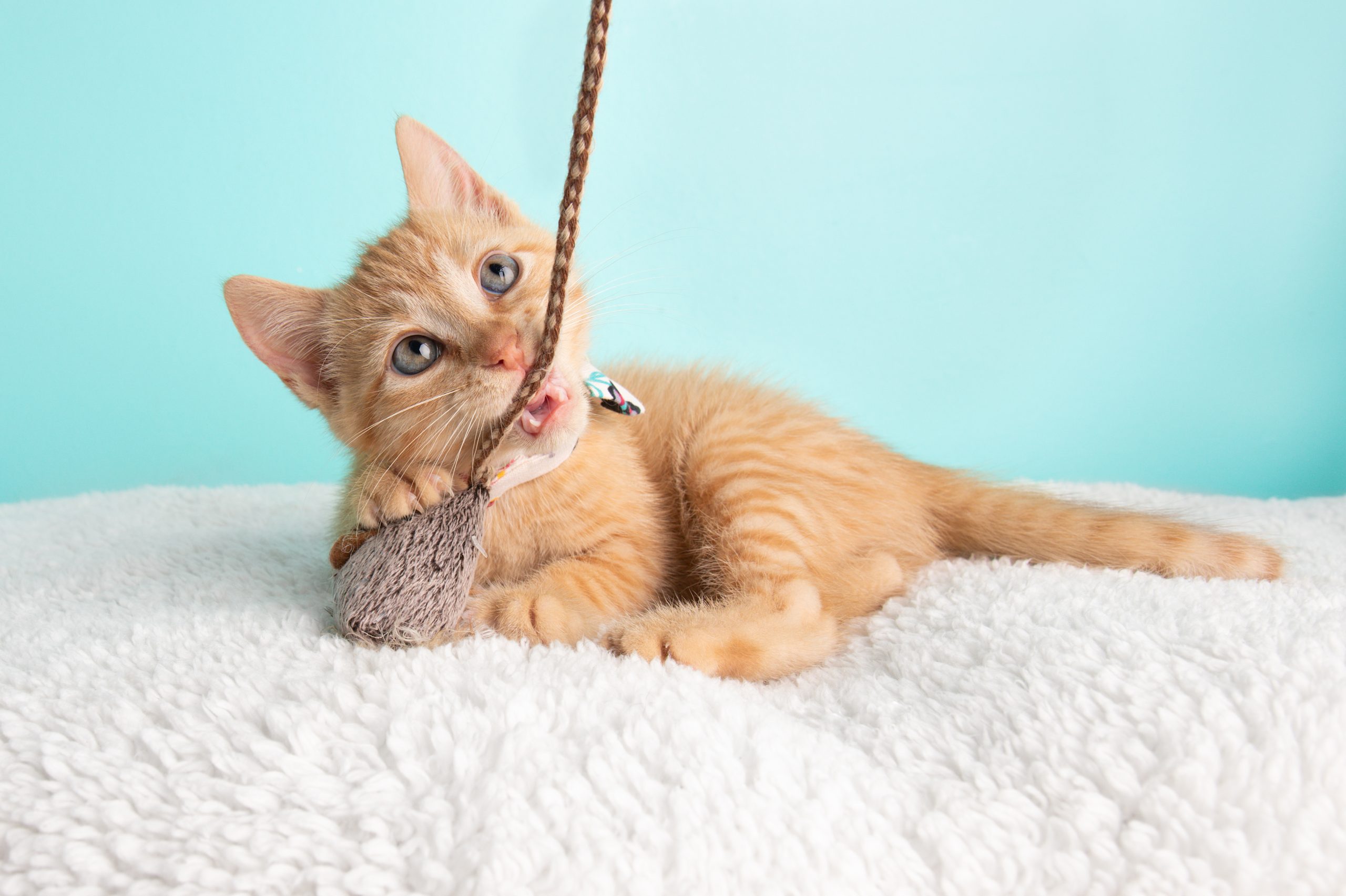 Cat biting rope toy