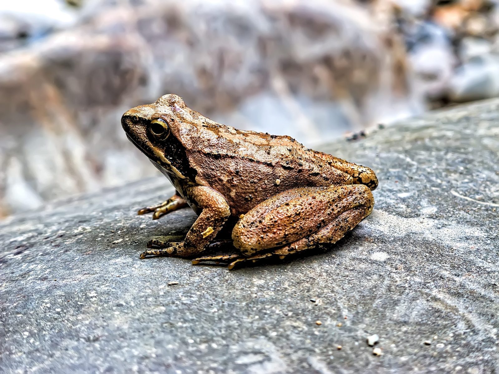 Frog on a rock