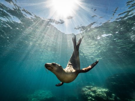 Seal underwater in the ocean