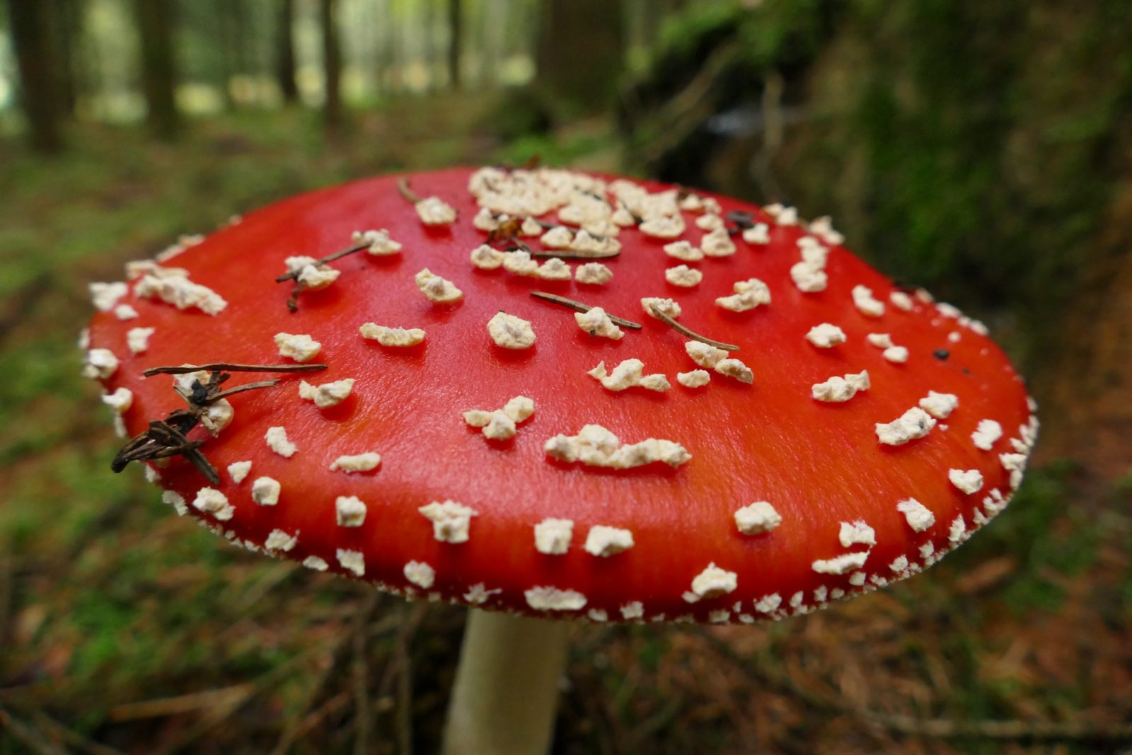Fy mushroom