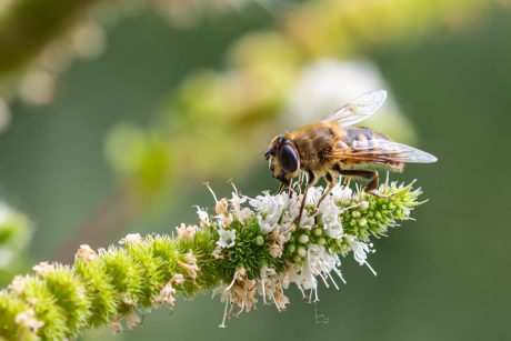 Up close image of a bee on a plant