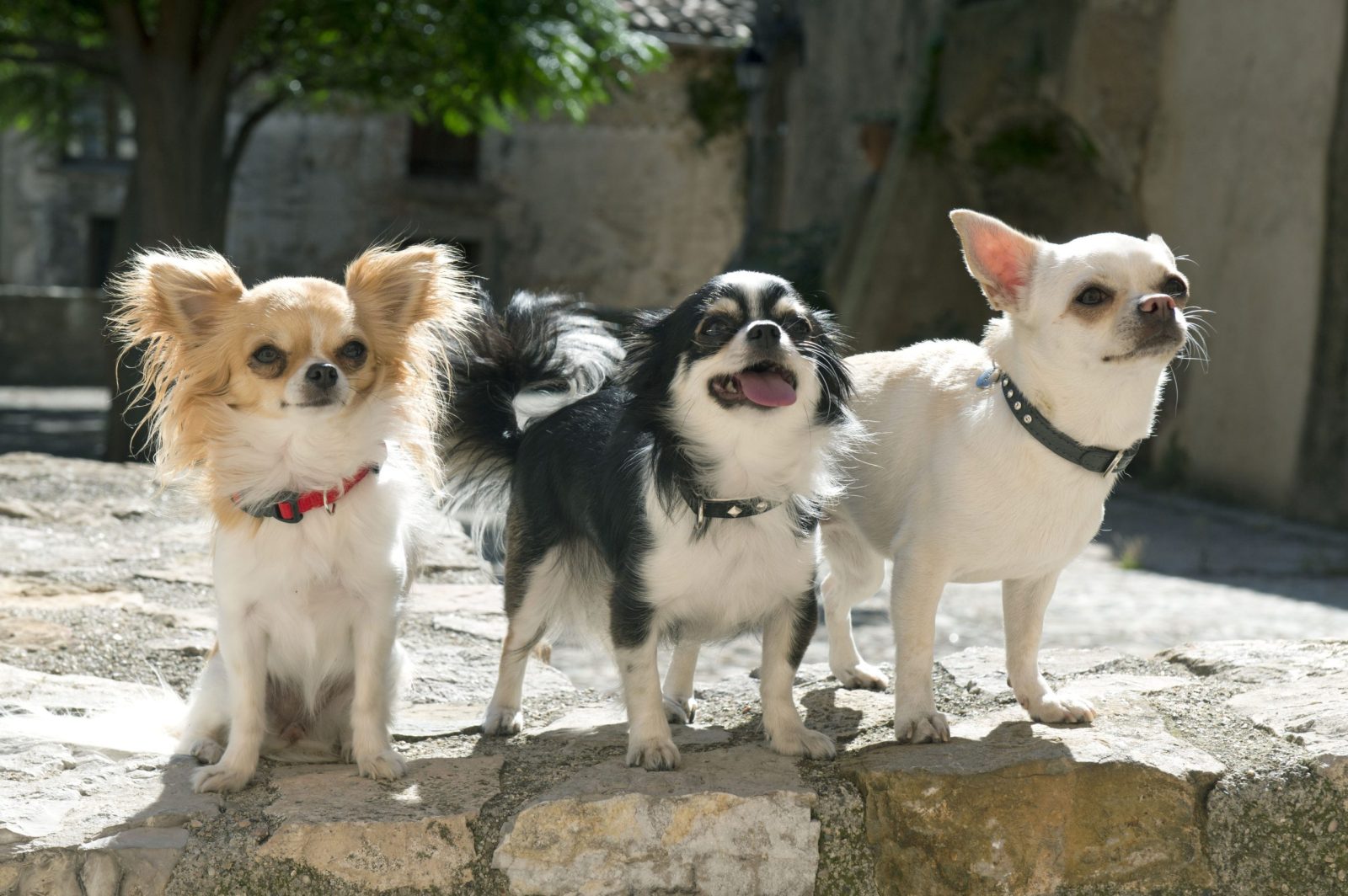 Three chihuahua dogs standing together