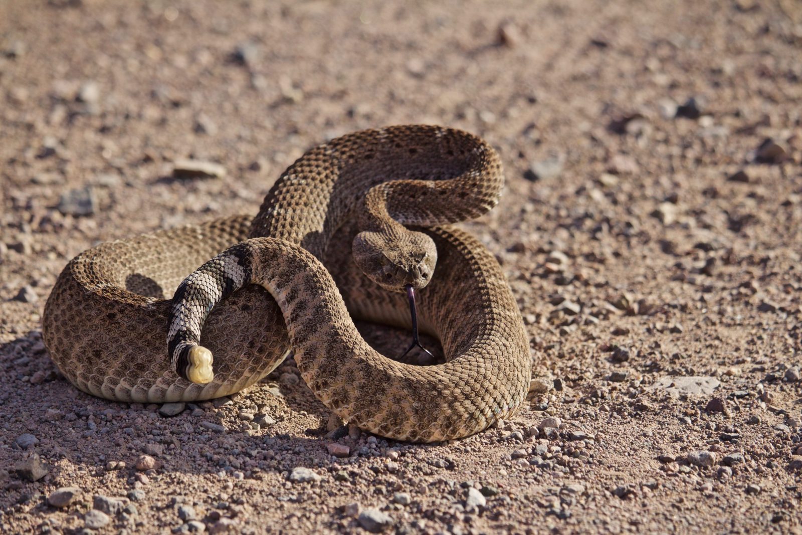 Coiled rattlesnake on gravel