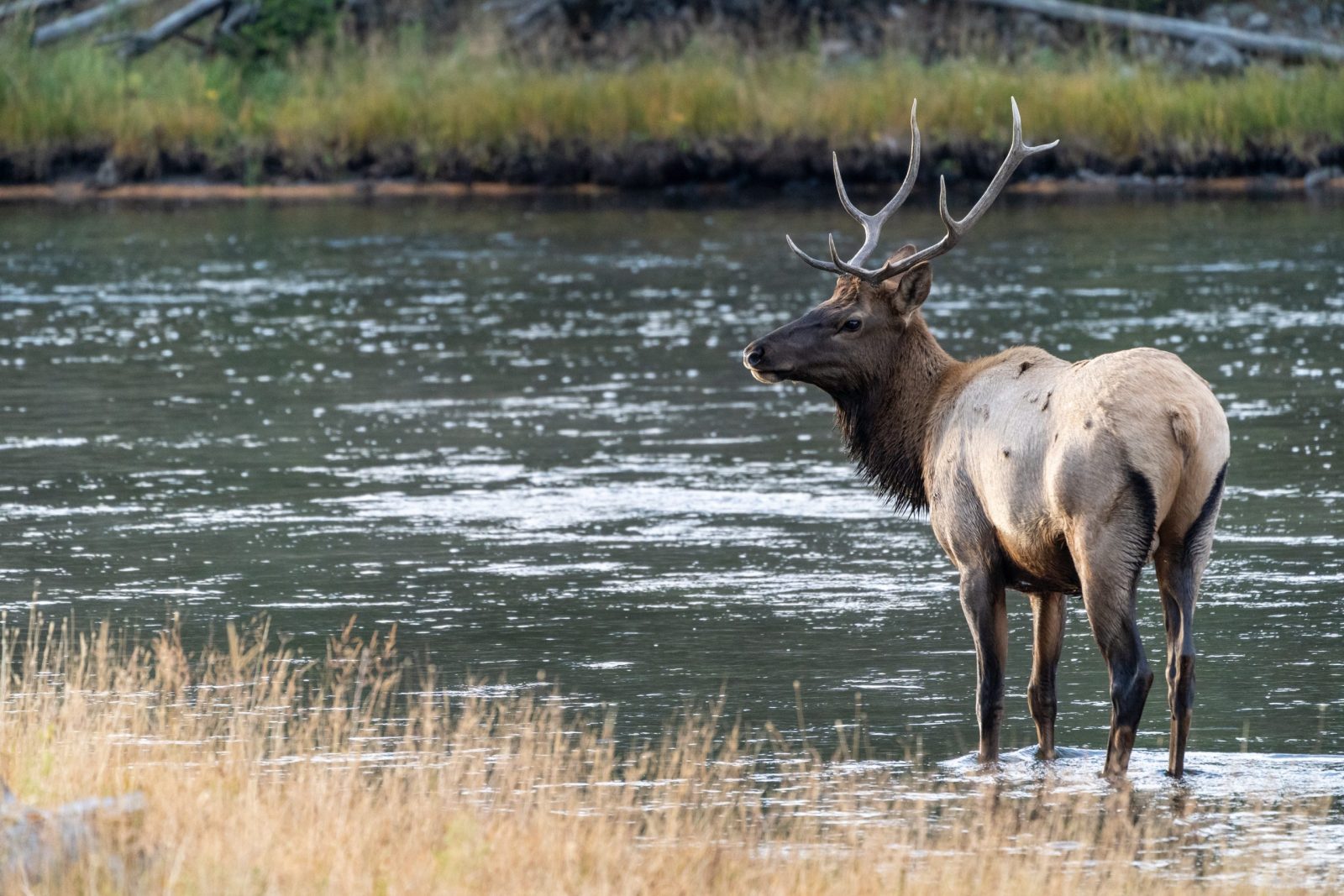 Elk standing by river in Yellowstone