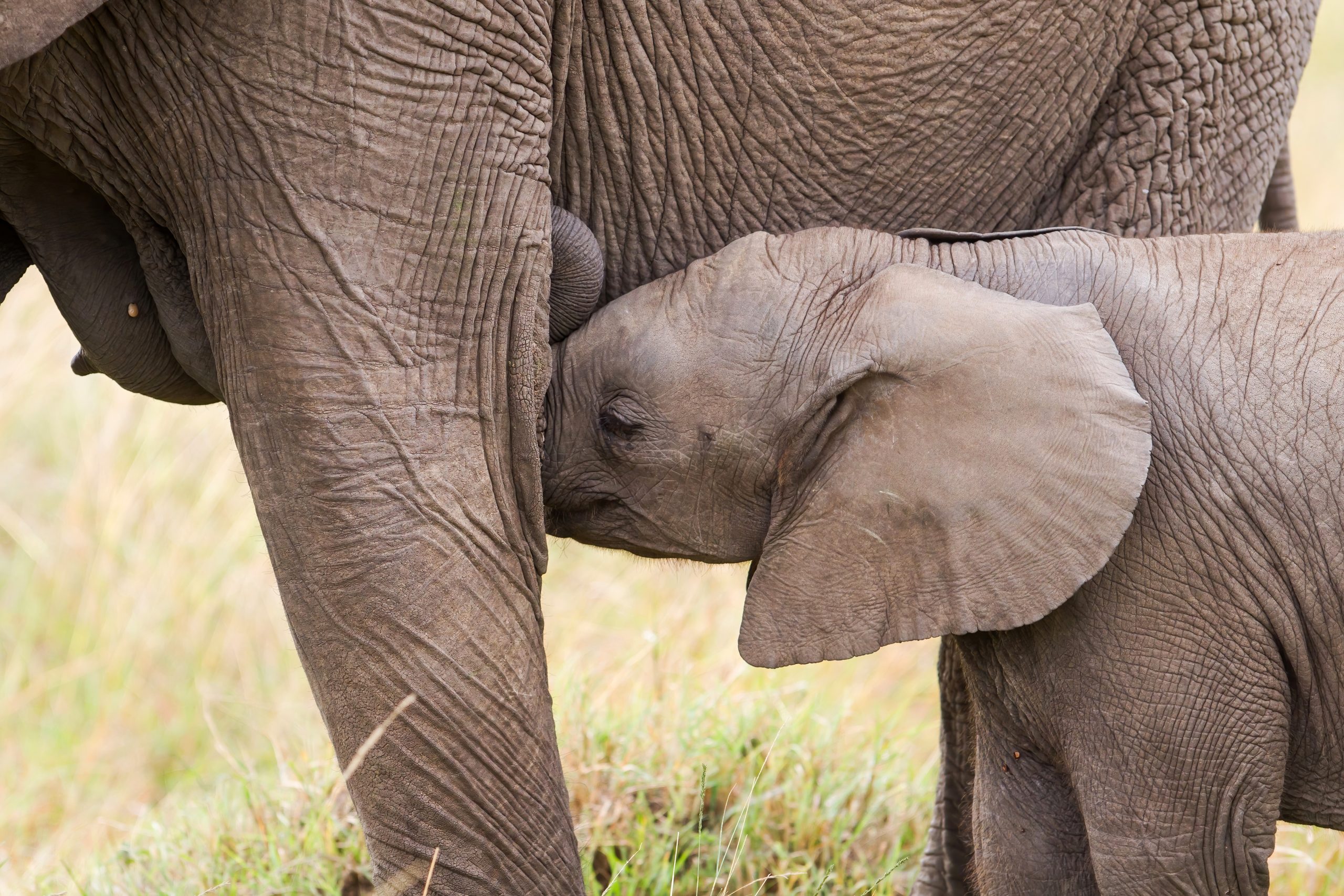 Adult elephant and baby elephant