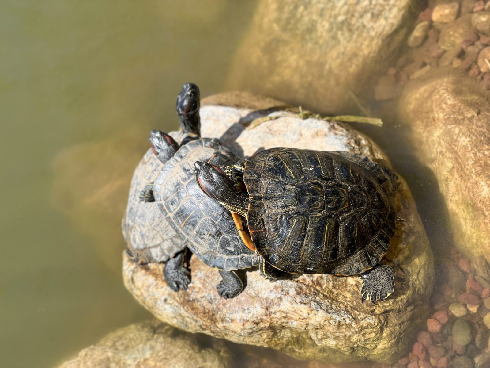 Three turtles sitting together on rock