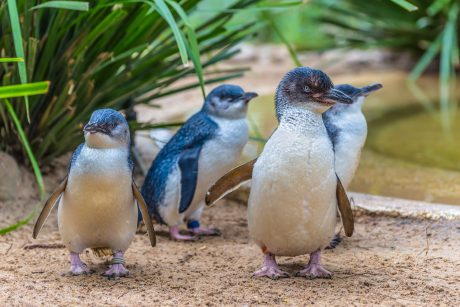 Small blue penguins