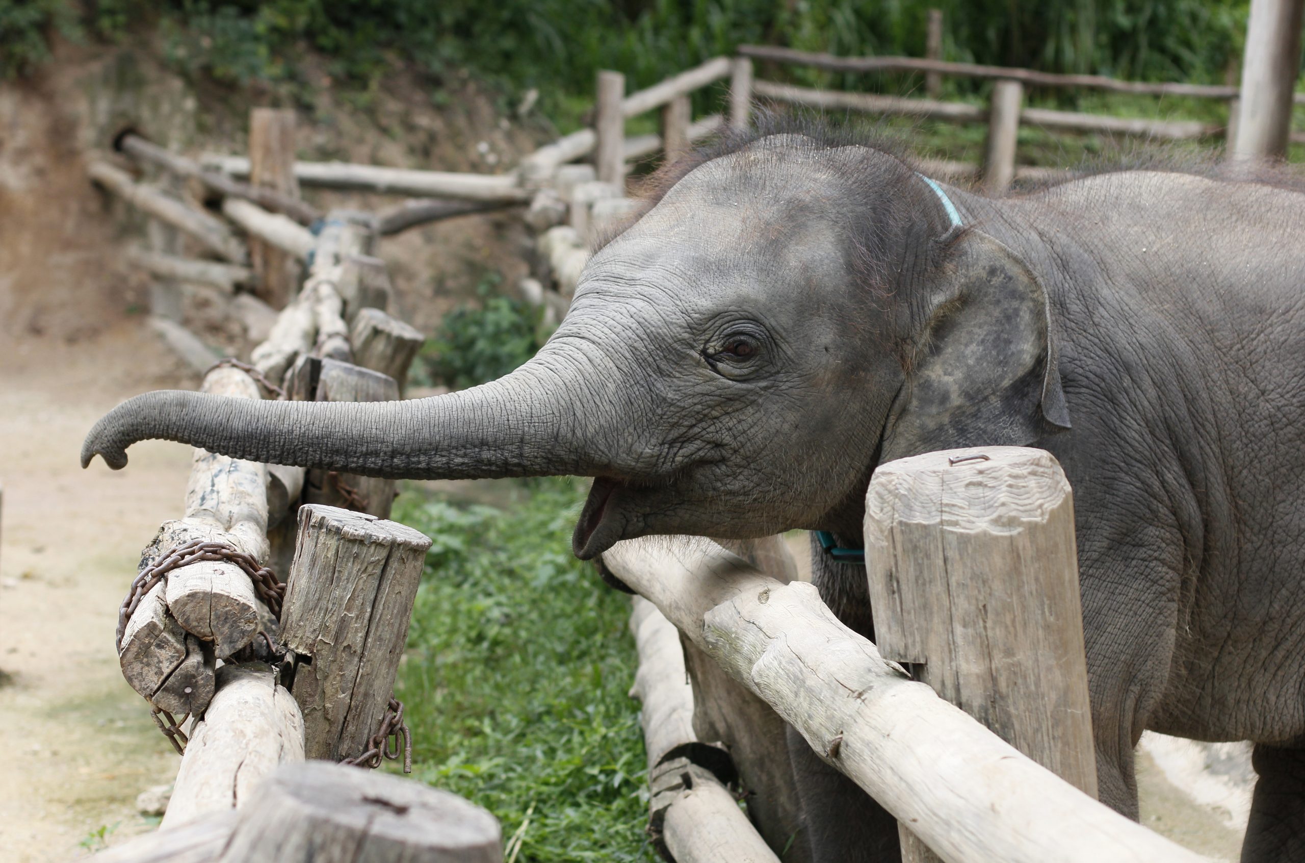 Baby elephant behind a wooden fence