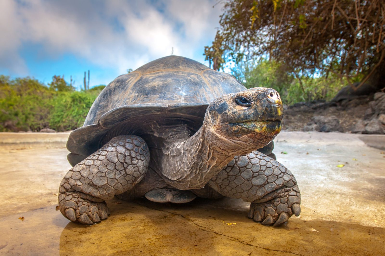 Tortoise walking on sand