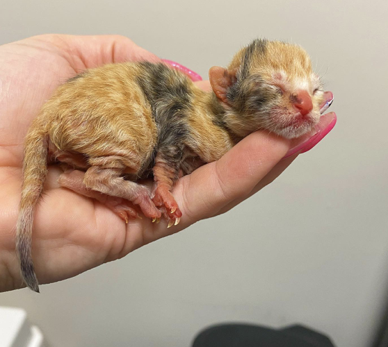 Someone holding kitten in their hand