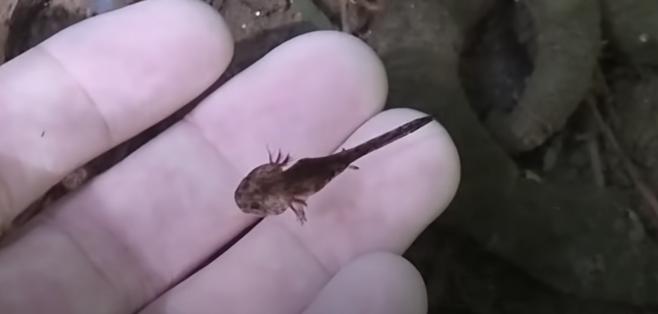 Salamander swimming in water with someone's hand under them
