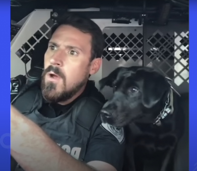 Police man with k9 dog in the back