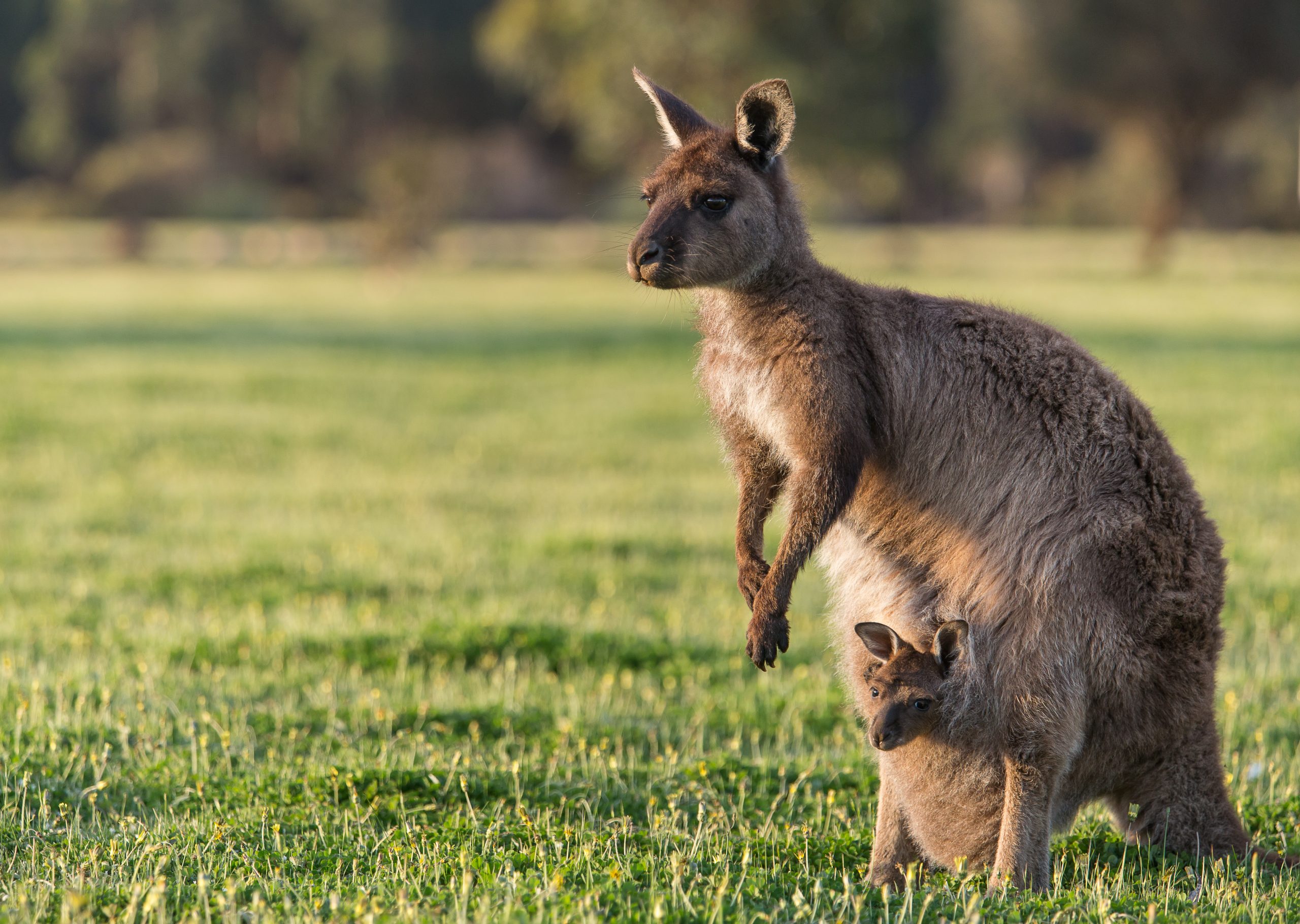 Kangaroo standing on grass field with child in pouch