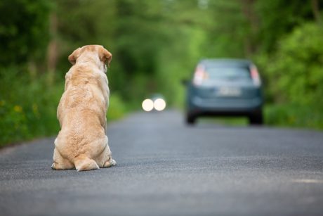 Dog sitting in the road, watching a car drive away from them