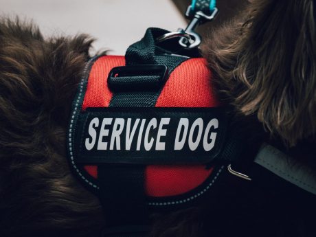 Red service dog vest