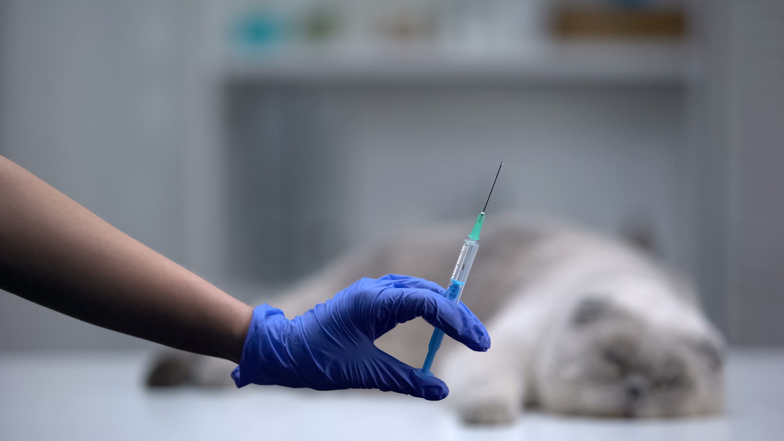 Gloved hand holding syringe near cat
