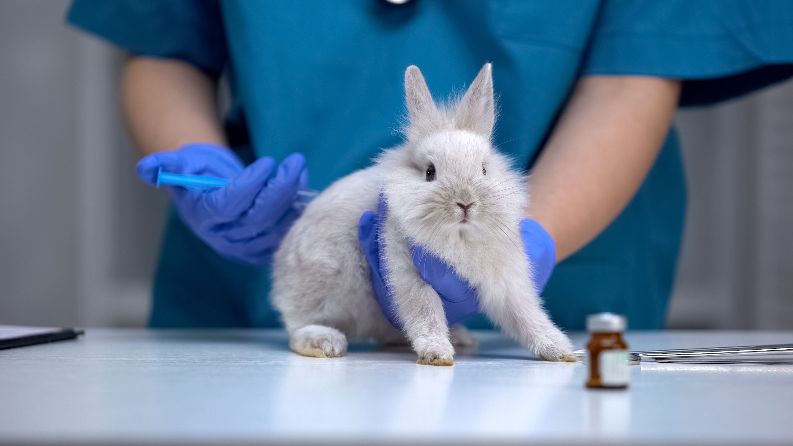 Bunny being injected with syringe by scientist