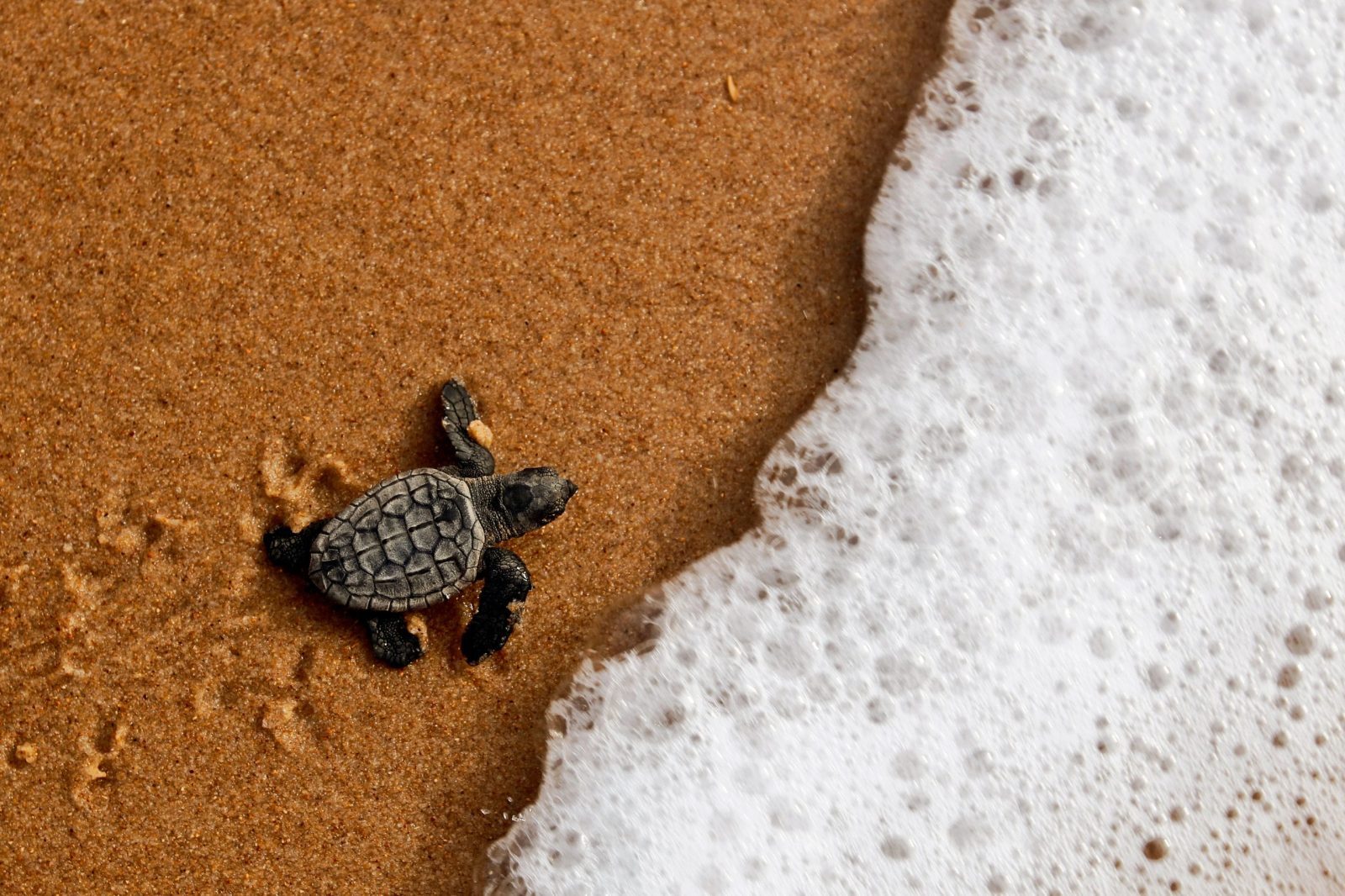 Tiny sea turtle walking on sand