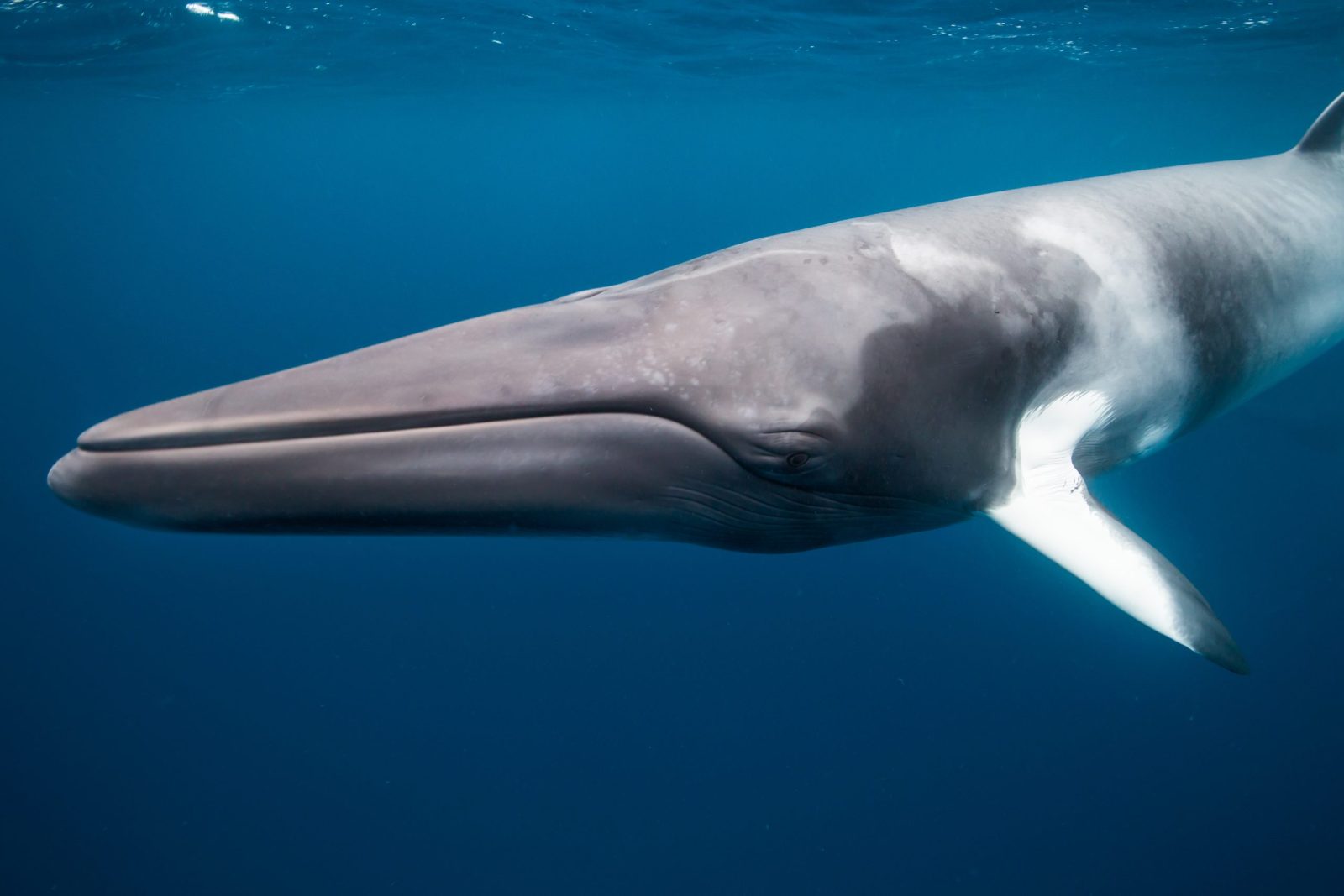 Norge og USA fortsetter å eksperimentere på truede hvaler til tross for tilbakeslaget