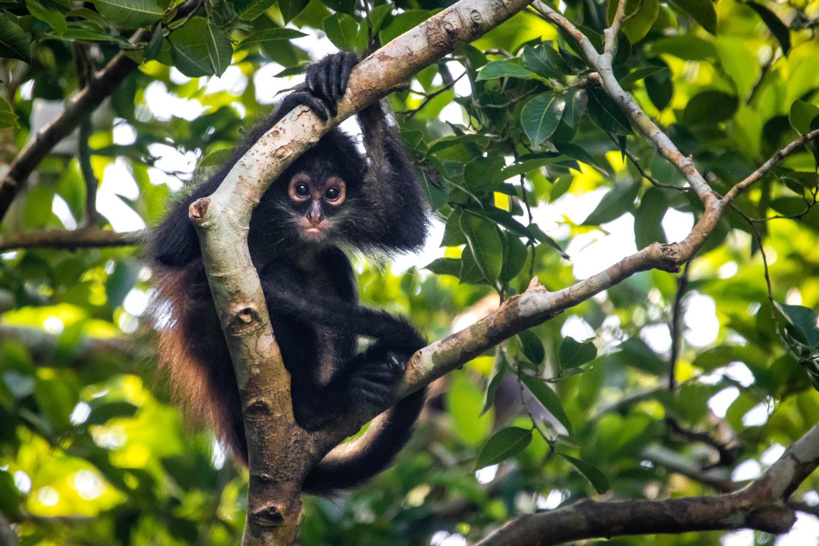 Spider monkey in trees in rainforest