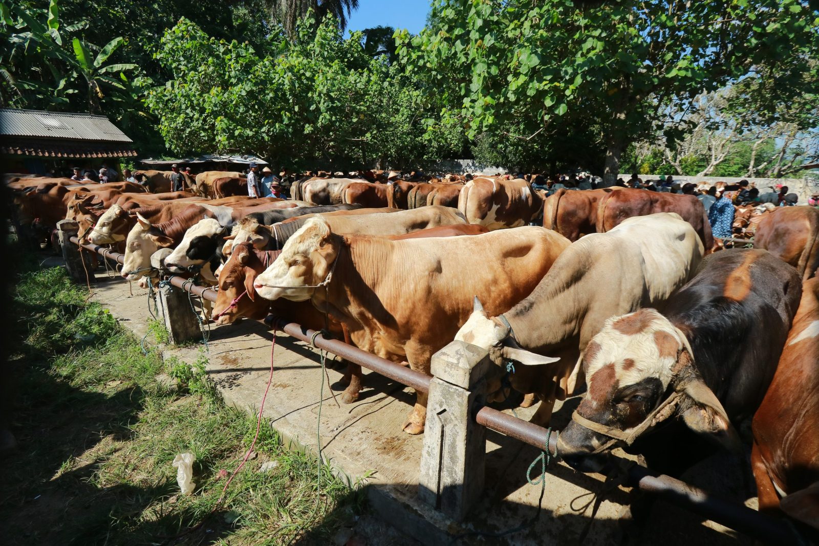 White and brown cows at an animal market