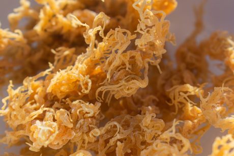 Dried sea moss