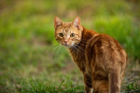 Orange tabby cat walking in grass