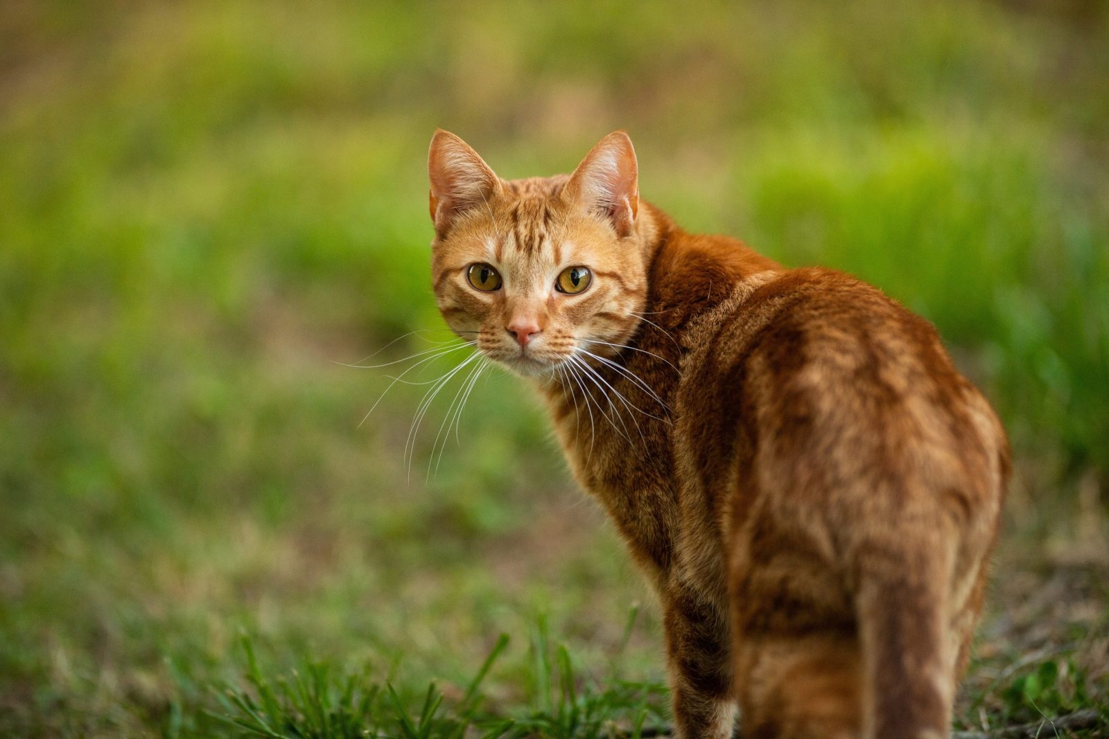 Instytut Naukowy spotyka się z ogromnym sprzeciwem po zaklasyfikowaniu kotów domowych jako „inwazyjny gatunek obcy”