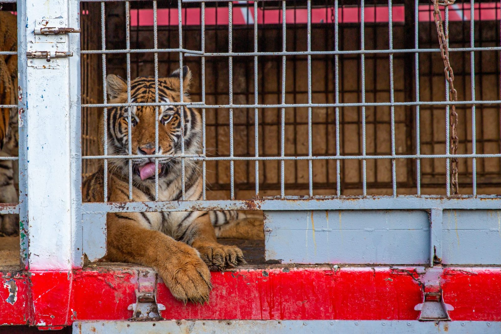 Tiger in a cage at a roadside zoo