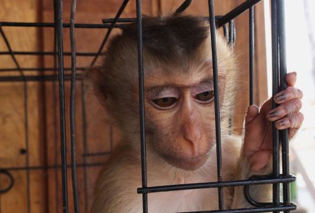 Monkey looking sad in a cage