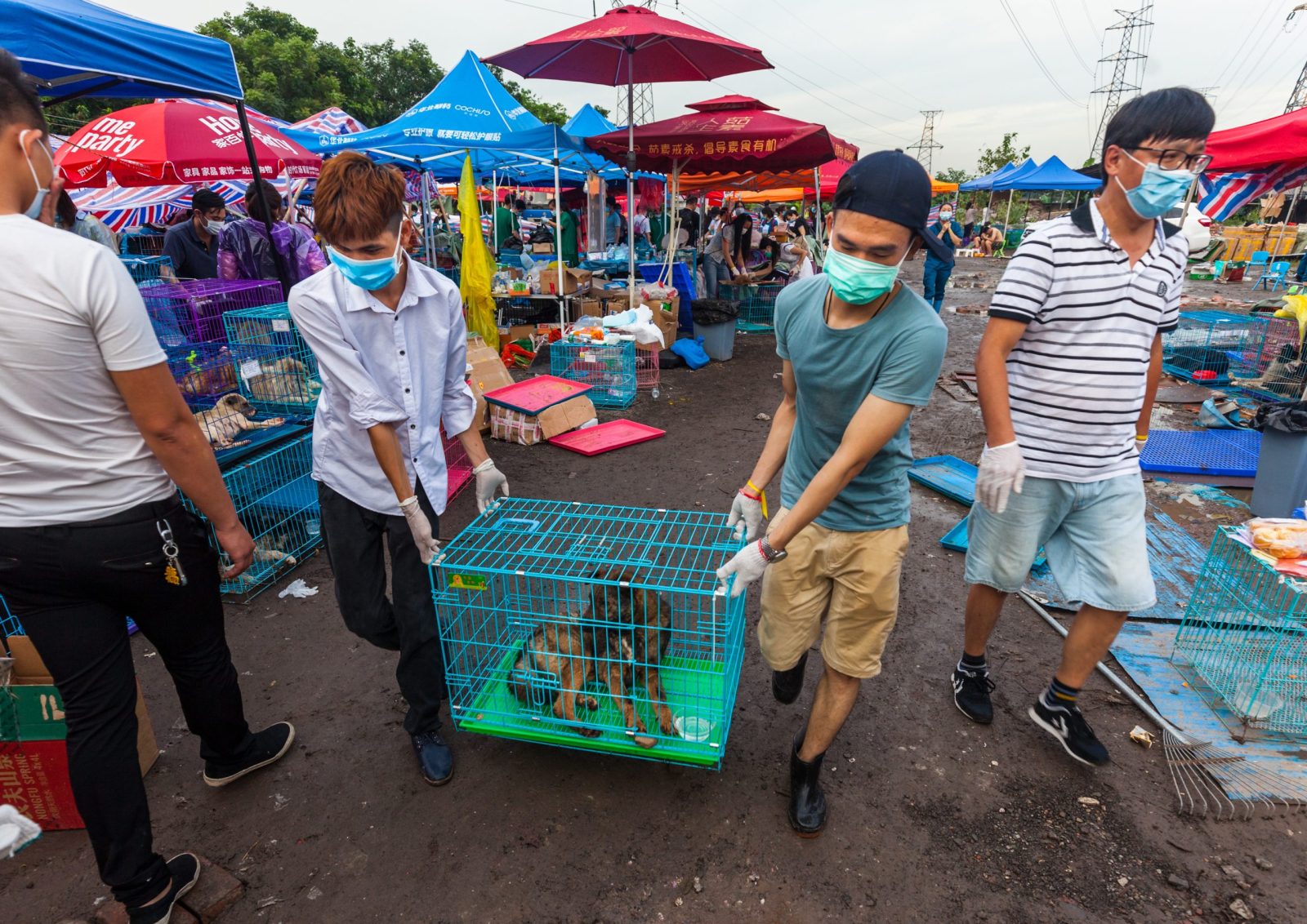 Two men carrying dog in cage at dog meat festival