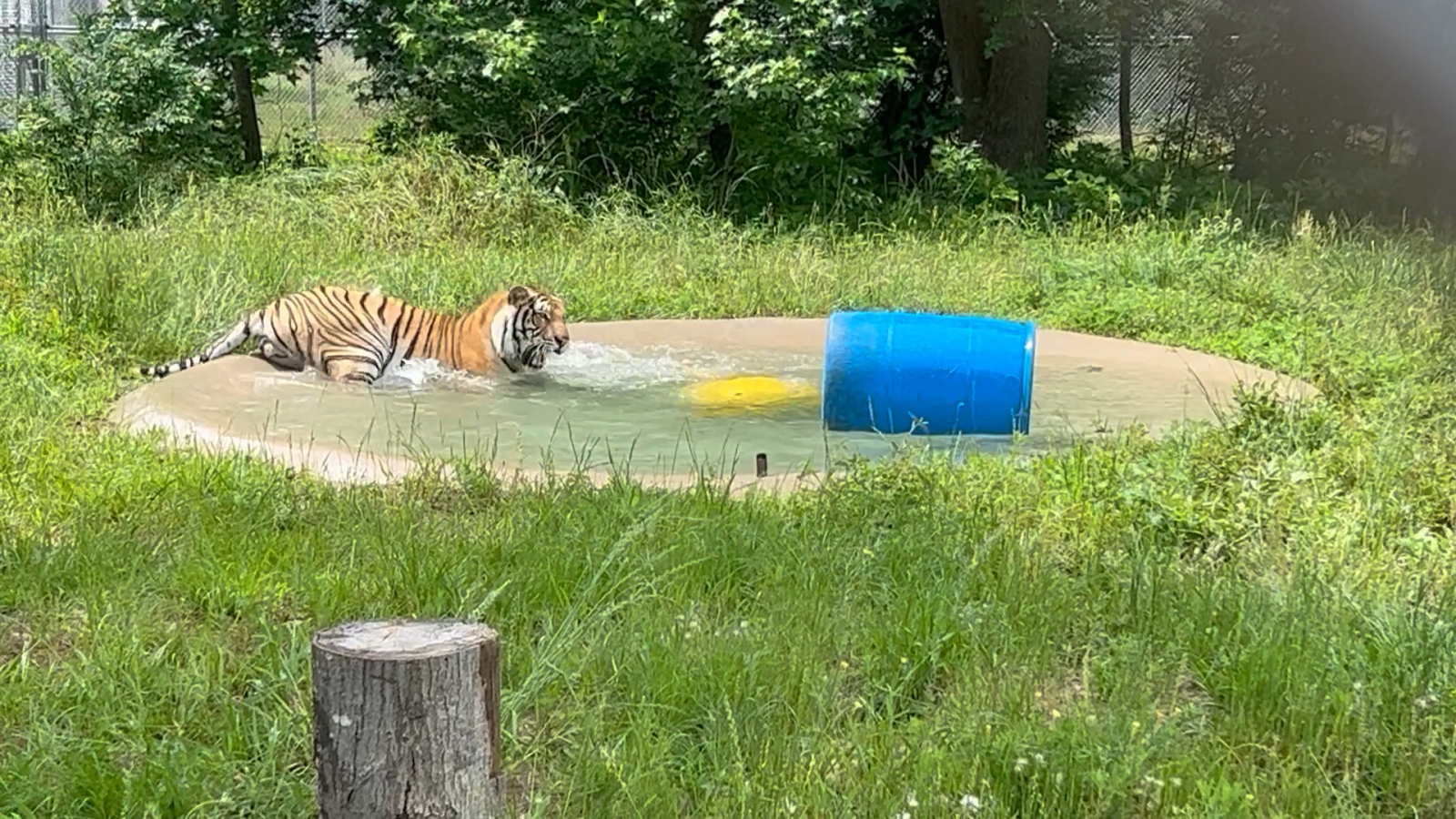 Tiger playing in a pool
