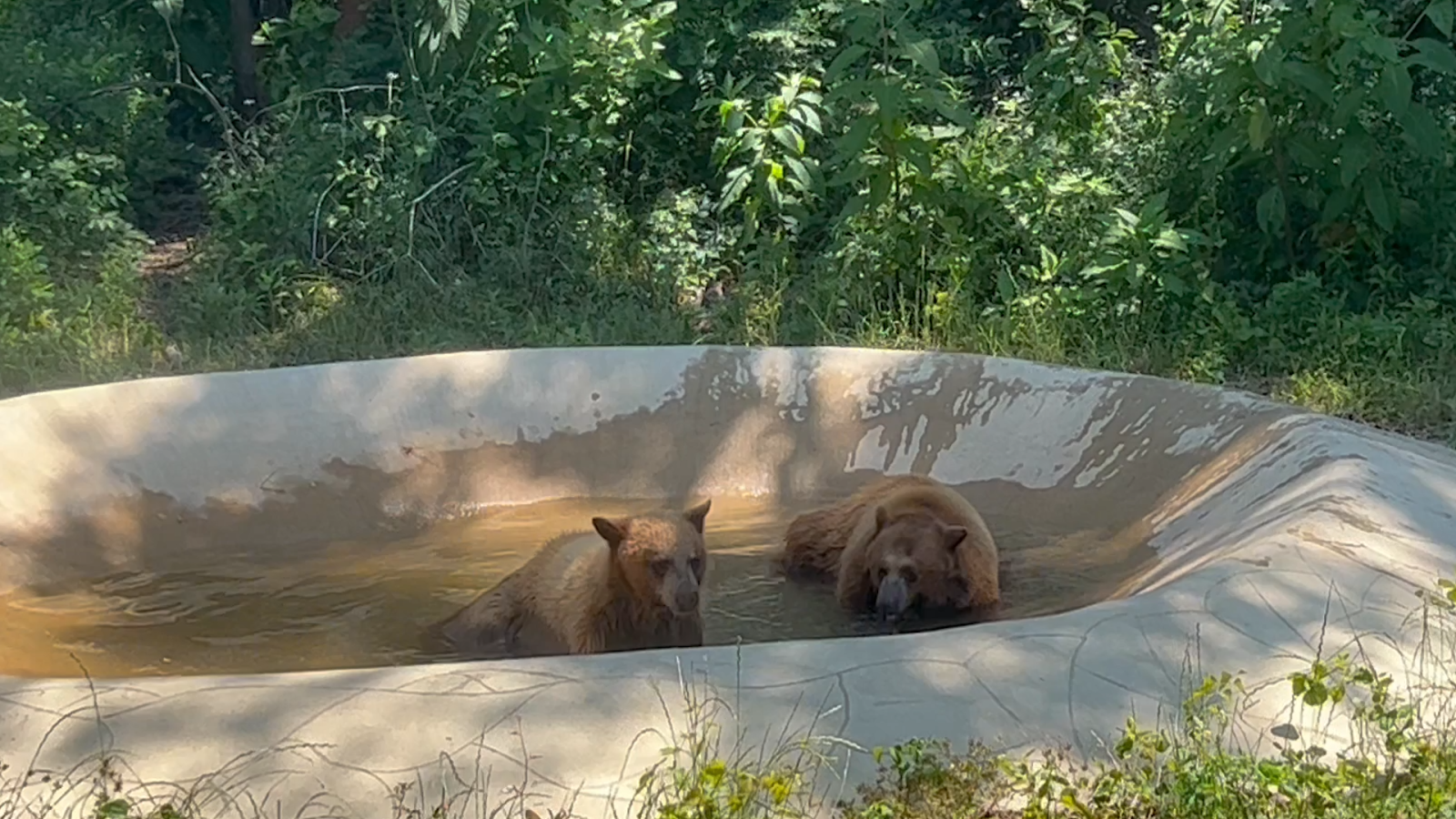 Two bears splashing around in a pool