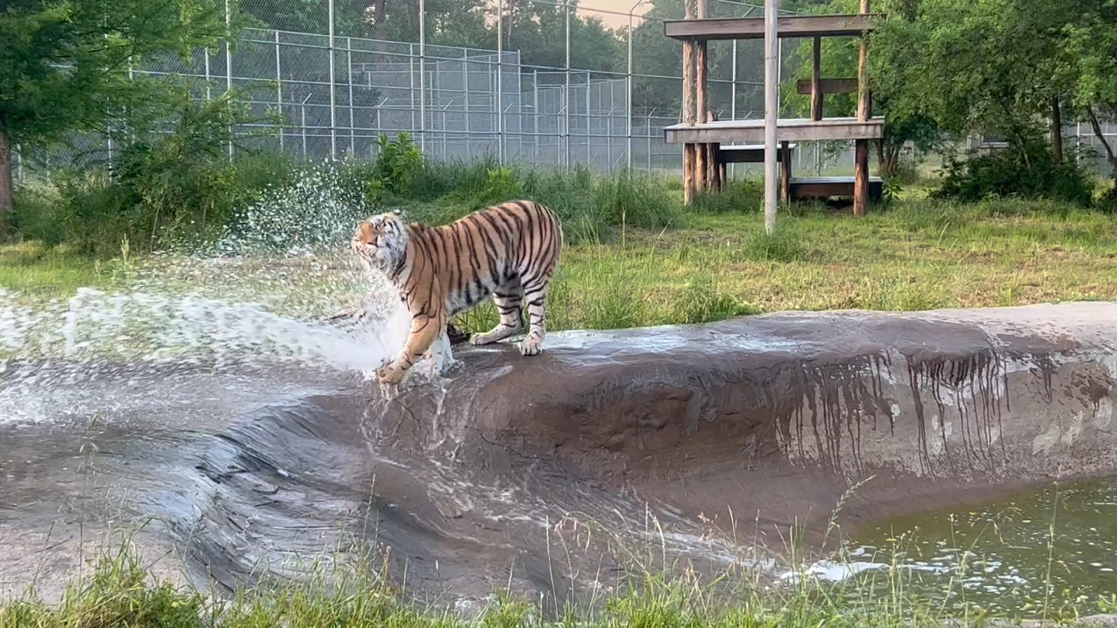 Tiger splashing in a spout