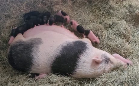Mama Beatrice and her newborns