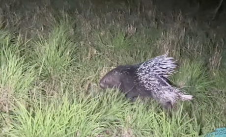 Porcupine at night walking in grass