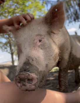 A pig getting scratched on the head by human hand