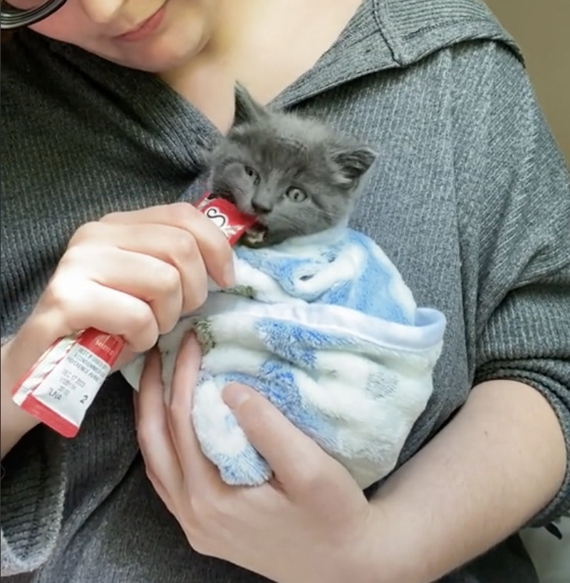 Woman feeding kitten wrapped in blanket