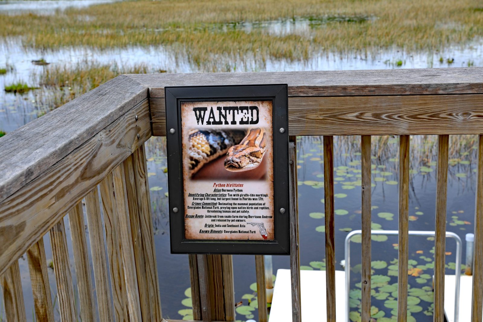 Sign for wanted pythons in the everglades