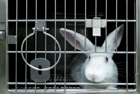 White rabbit inside of a laboratory cage
