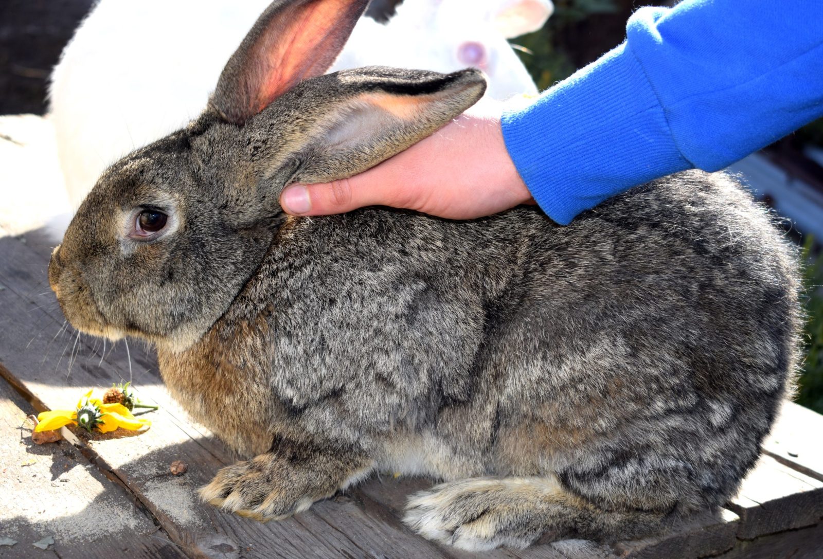 Man petting large Flemish rabbit