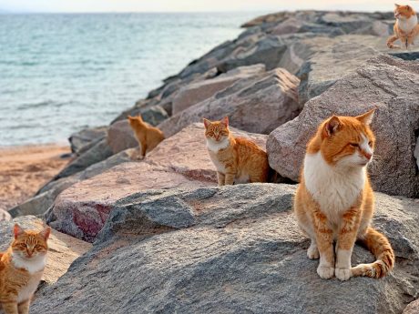 Cats standing on rocks next to beach