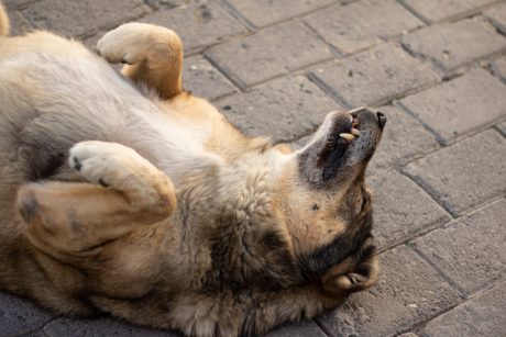 Dog lying on her back playing dead