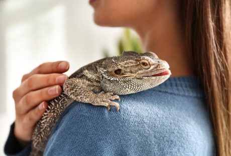 Bearded dragon on a woman's shoulder