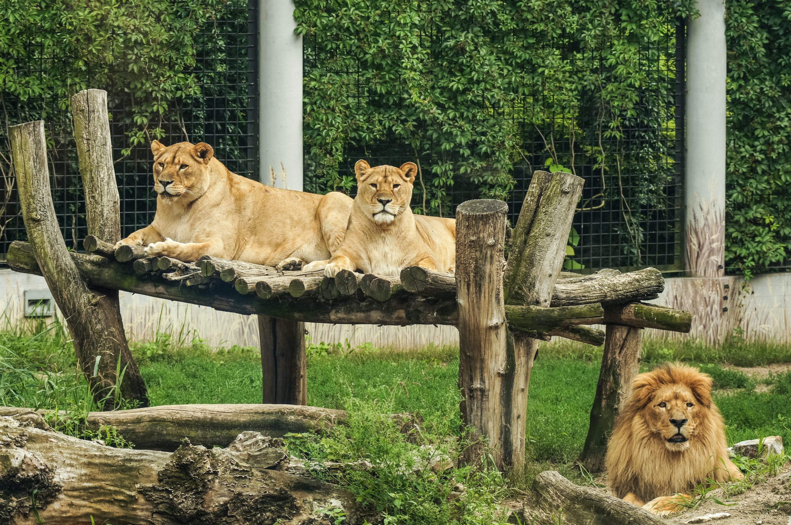 A couple of lions laying on structure made out of logs at the zoo